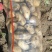226v7希森6斯帆特精品3两以上