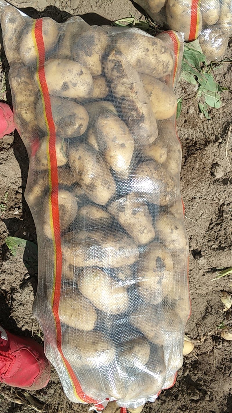 226v7希森6斯帆特精品3两以上