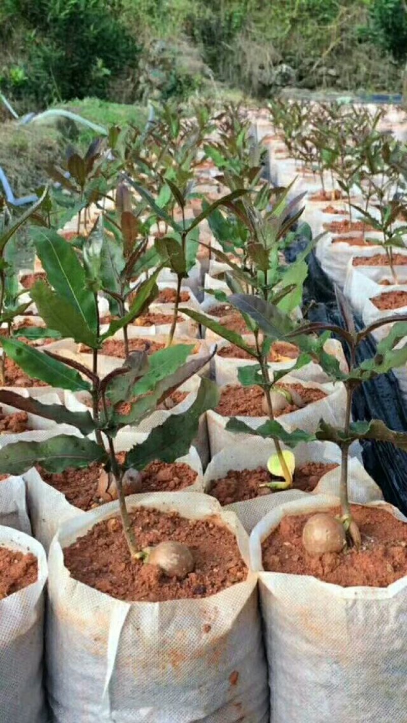 无纺布育苗袋、美植袋、蜂窝袋