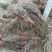 甜蜜蓝宝石葡萄苗山东青岛基地直供保证纯度假一赔万