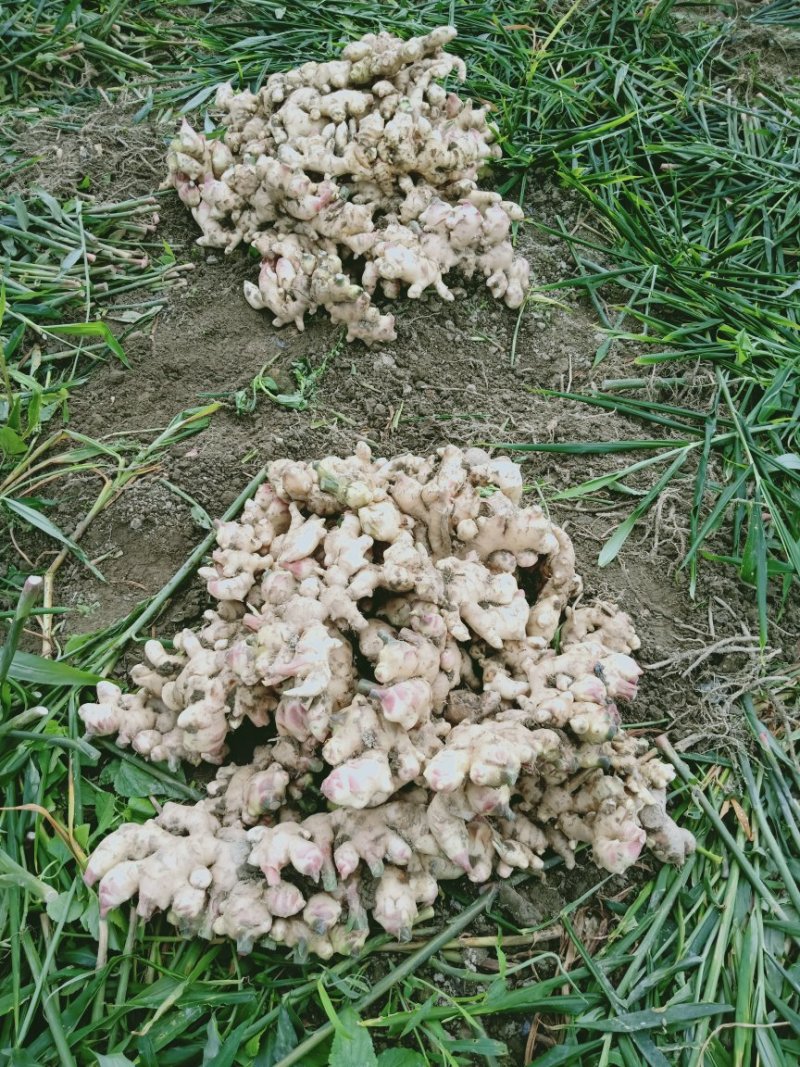 我有大量，大肉黄姜批发出售，有意合作请以我联系