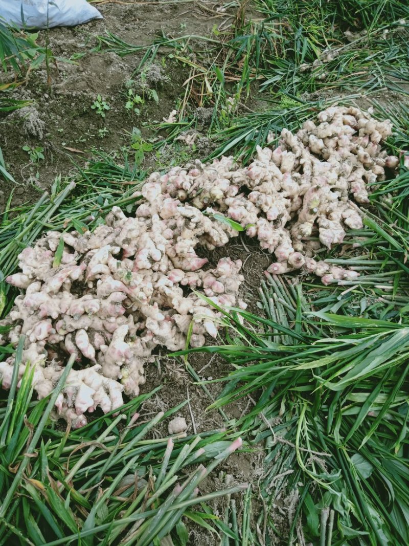 我有大量，大肉黄姜批发出售，有意合作请以我联系