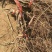 夏黑葡萄苗50~80cm1年基地直供保证纯度保证质量