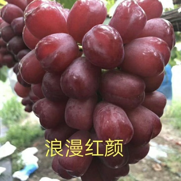葡萄苗批发山东葡萄苗新品种保证纯度保证质量假一赔万