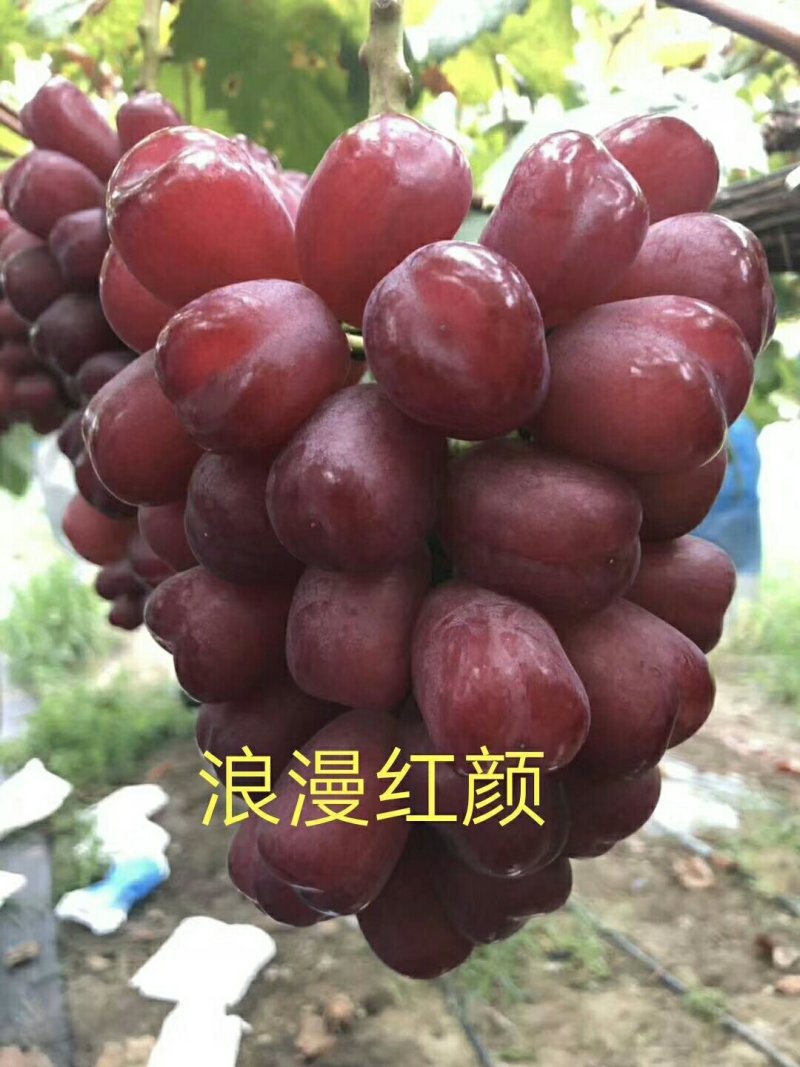 葡萄苗批发山东葡萄苗新品种保证纯度保证质量假一赔万