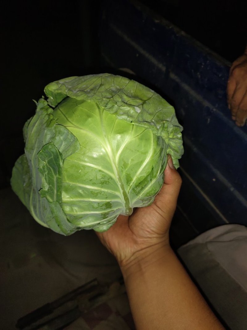 （精品甘蓝）山西晋中甘兰，包菜，视频看货，产地直供