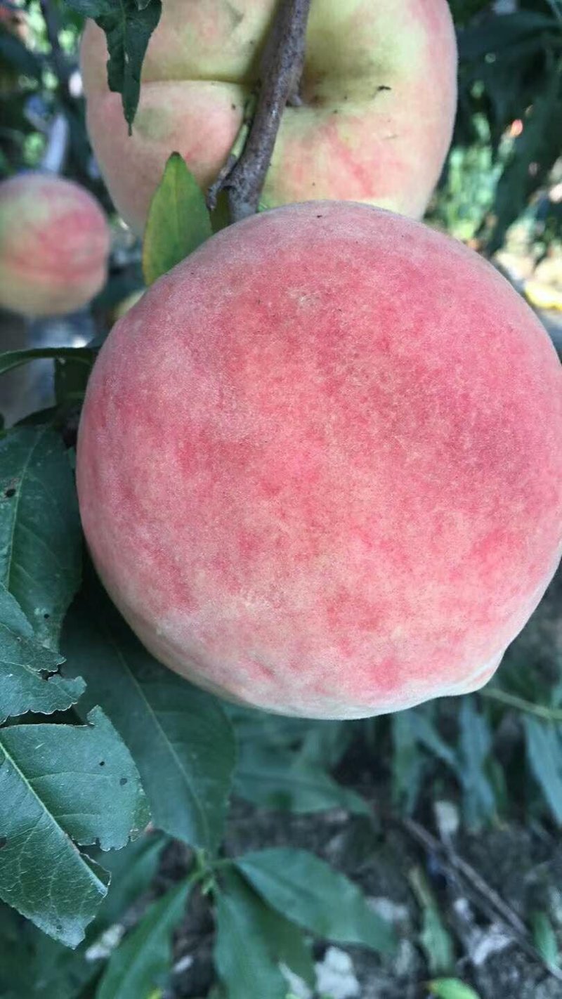 桃