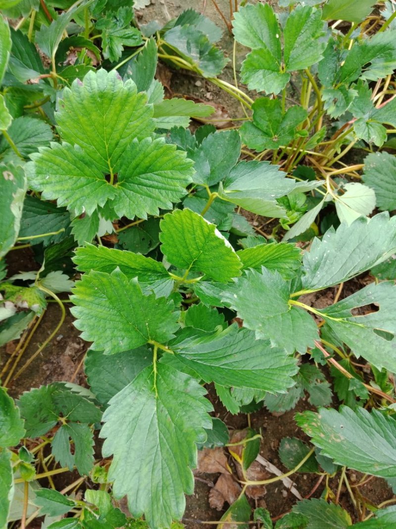 山东草莓苗甜查理草莓，口感好，产量高，抗病虫害，抗寒