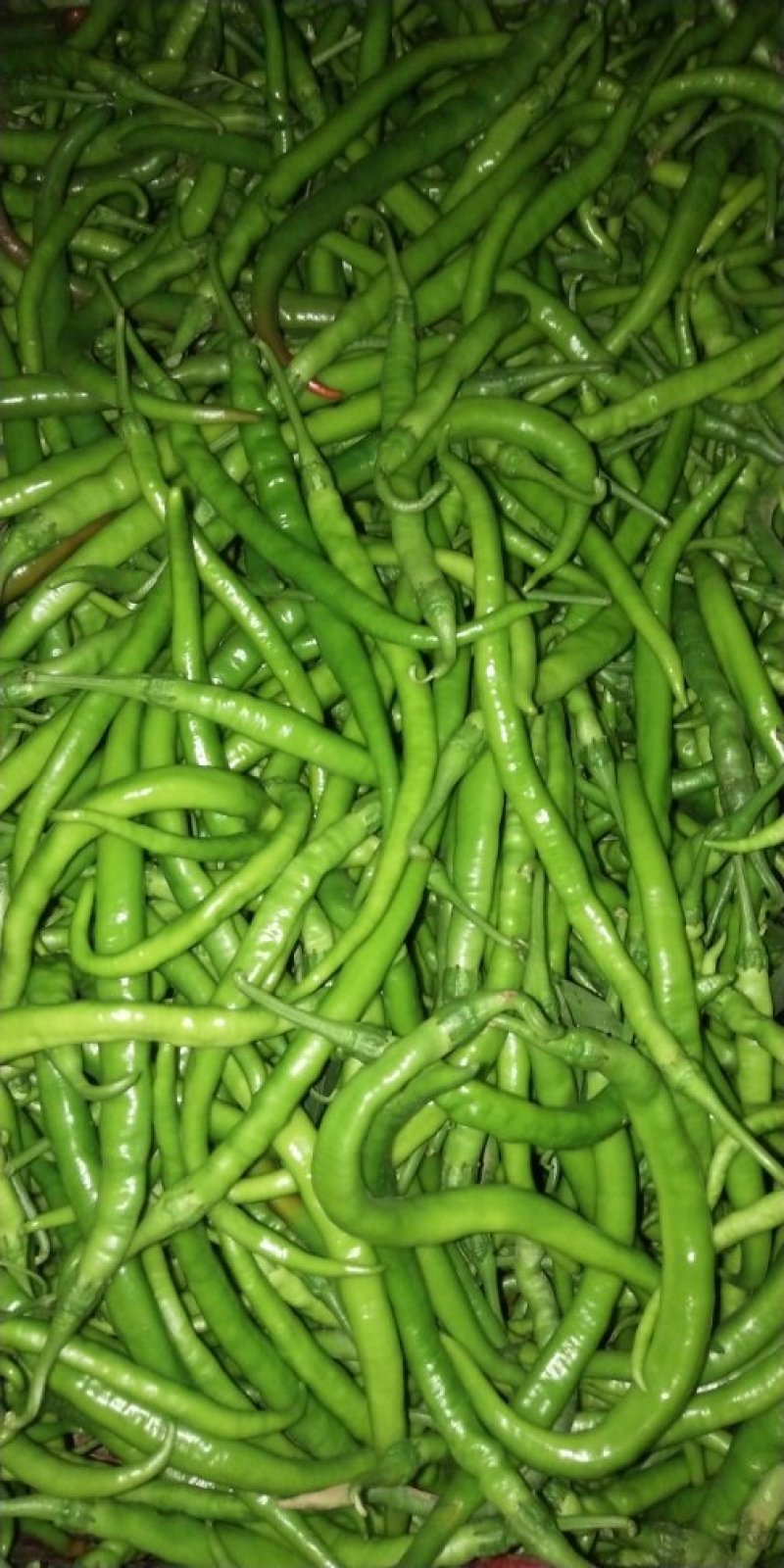 青线椒大量供应，物美廉价，欢迎订购