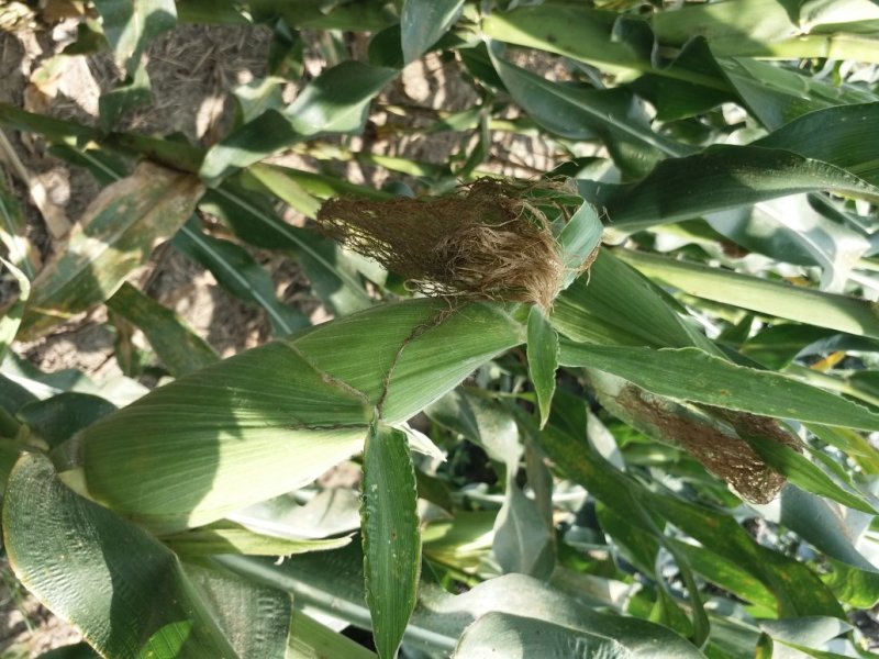 新鲜白糯玉米