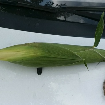 新鲜白糯玉米