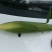 新鲜白糯玉米