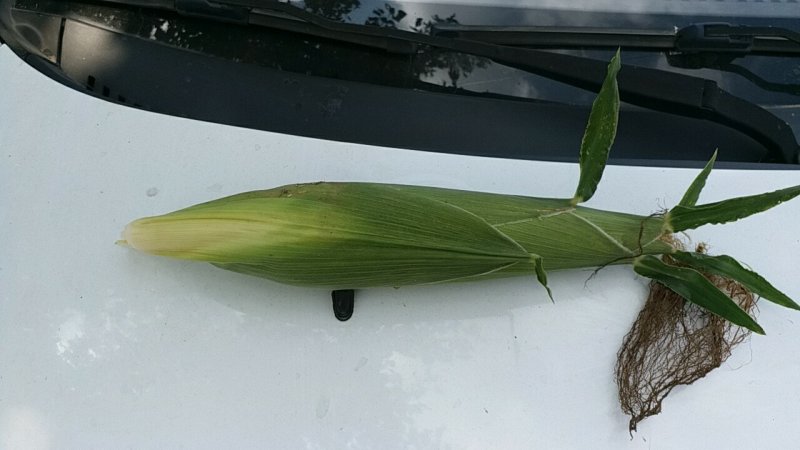 新鲜白糯玉米