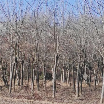 巨紫荆18~20cm18~20cm3.5~4米