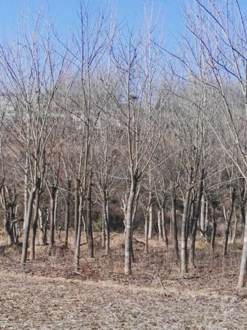 巨紫荆18~20cm18~20cm3.5~4米