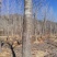 巨紫荆18~20cm18~20cm3.5~4米