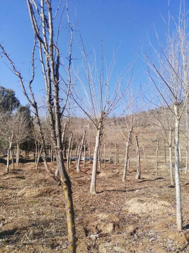 巨紫荆18~20cm18~20cm3.5~4米