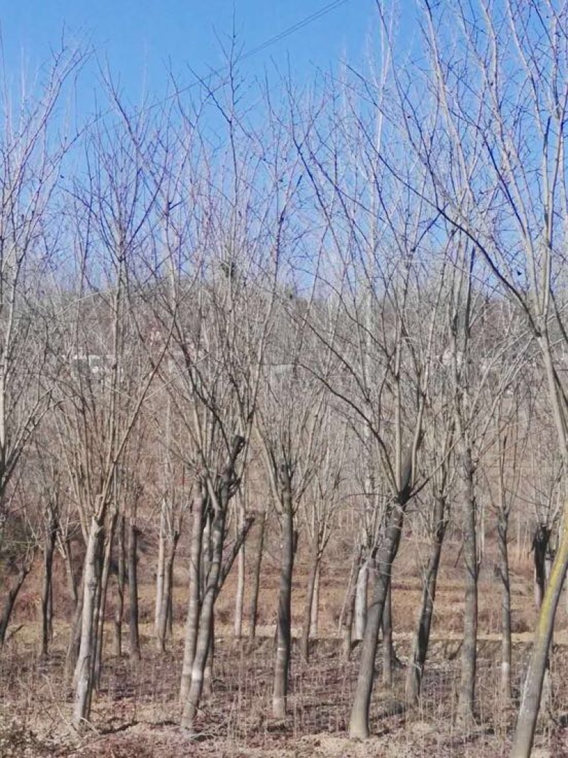 巨紫荆18~20cm18~20cm3.5~4米
