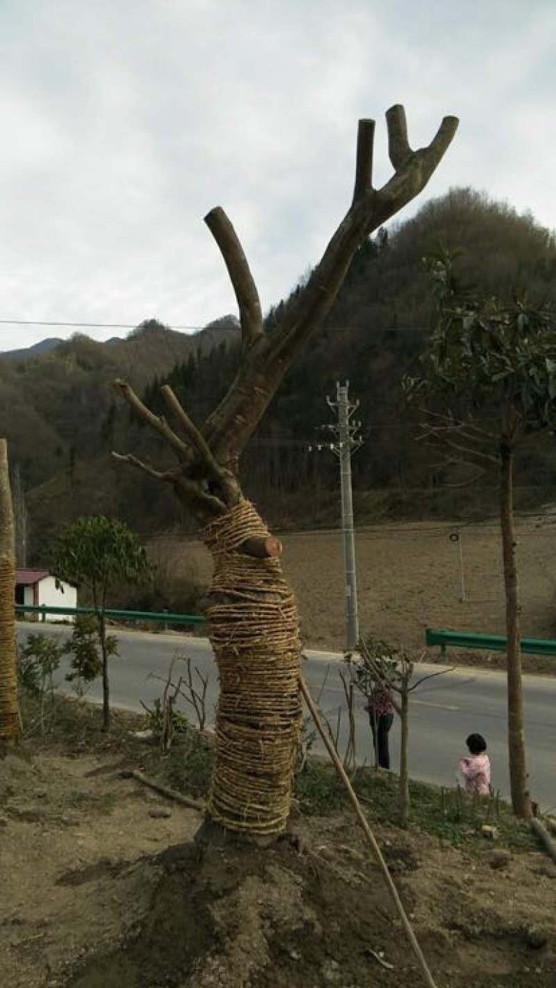 鸡爪槭2.5~3m