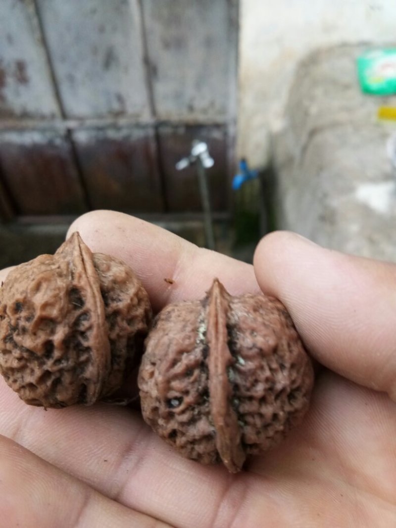 山核桃