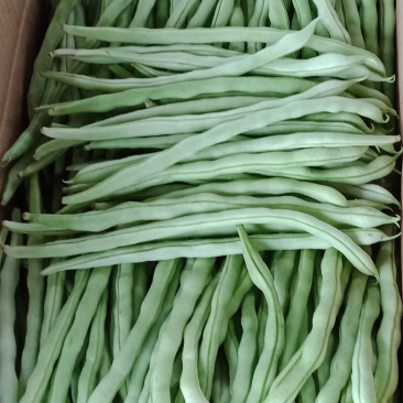 精品白无丝豆豆王