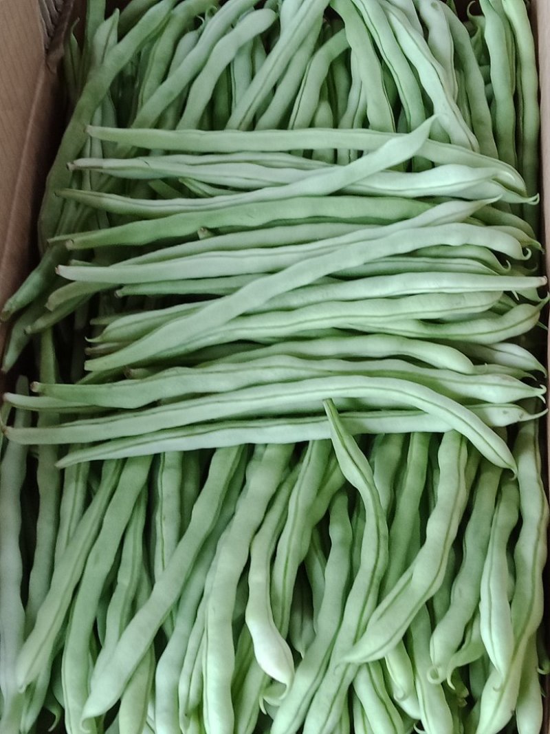 精品白无丝豆豆王