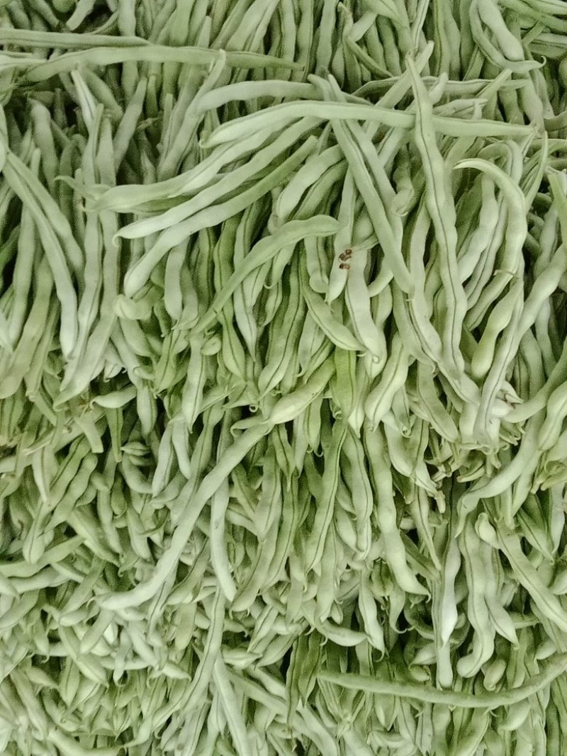 精品白无丝豆豆王