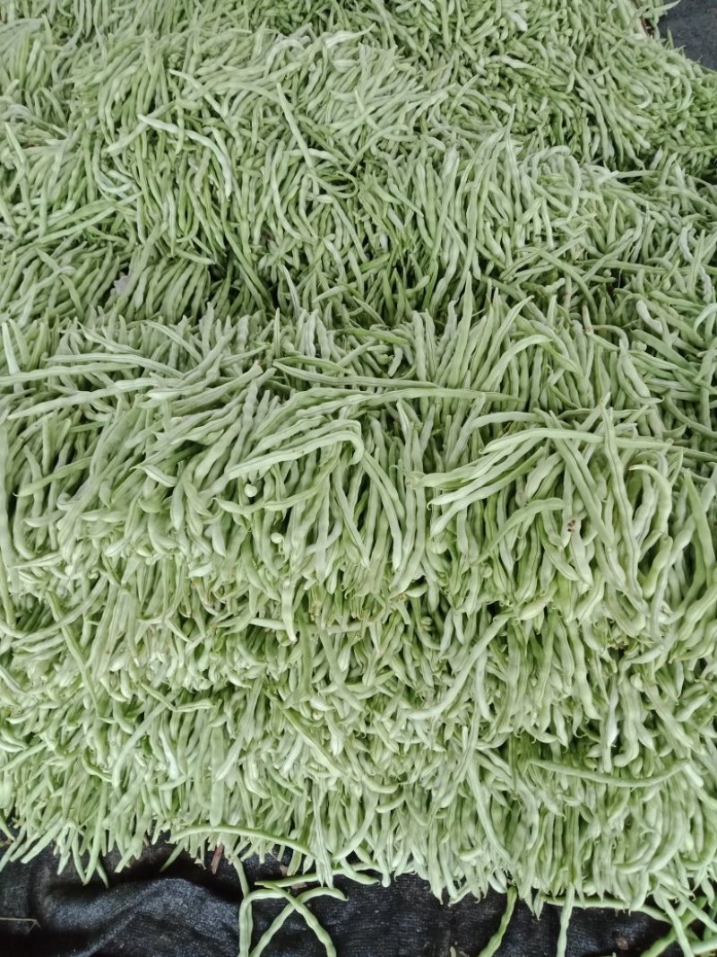 精品白无丝豆豆王