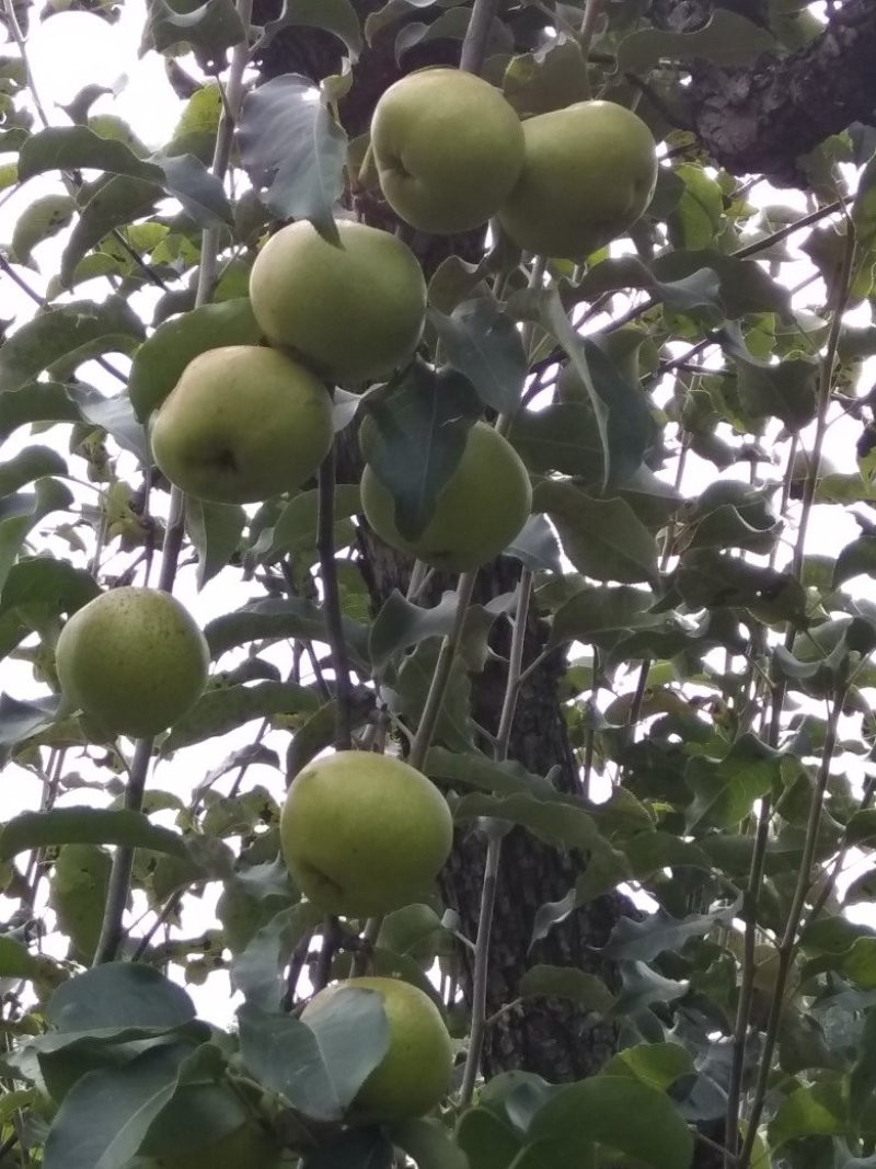 苹果梨