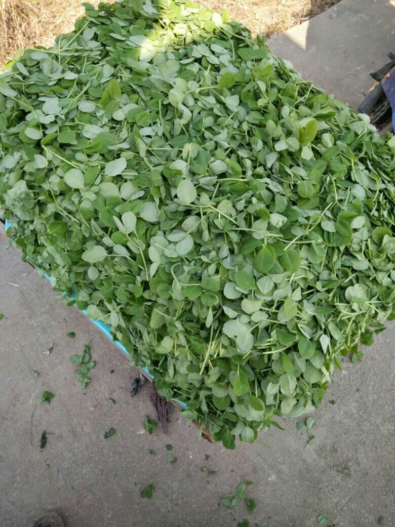 头刀豆苗豌豆苗上市，叶子鲜嫩，颜色漂亮，口感很嫩
