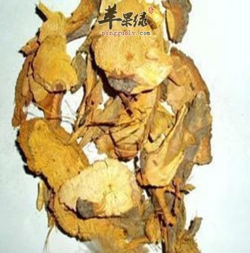 虎杖碎片收购