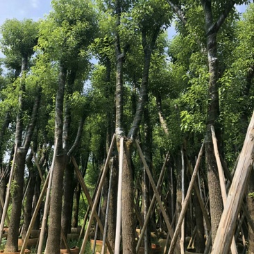 香樟