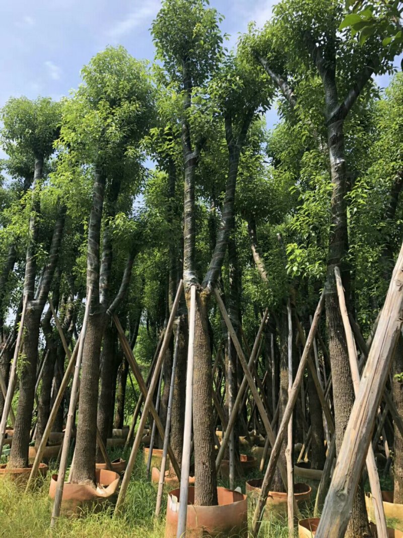 香樟