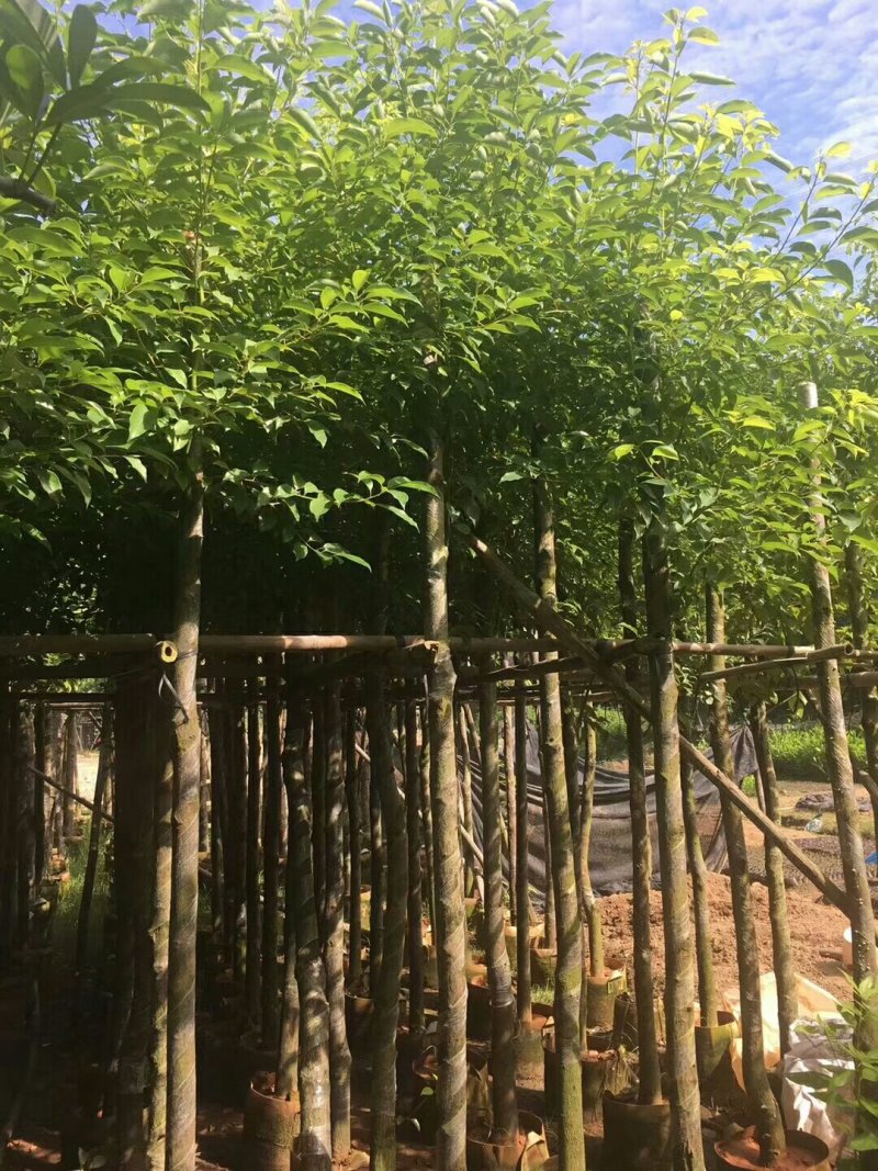 香樟