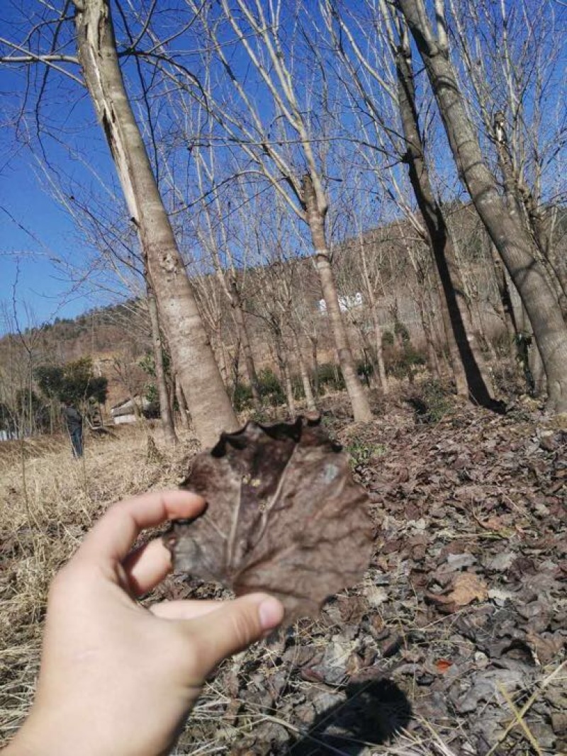 紫荆18~20cm16~18cm4米以上