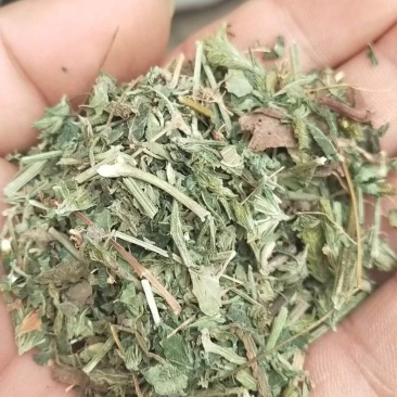 鸡娃草