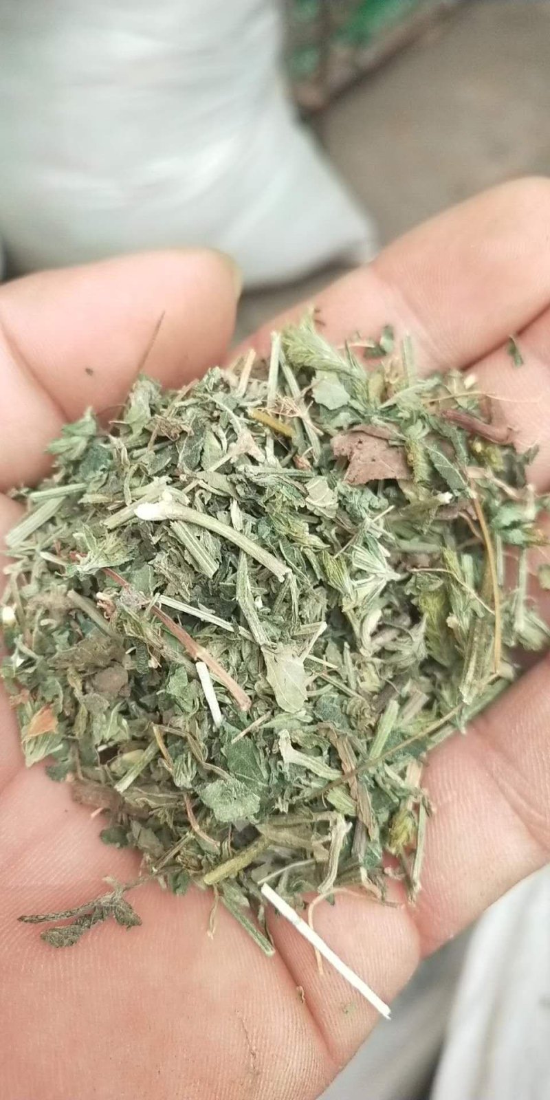 鸡娃草