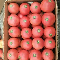 大棚西红柿大红西红柿番茄大番茄量大从优基地直发全国发货