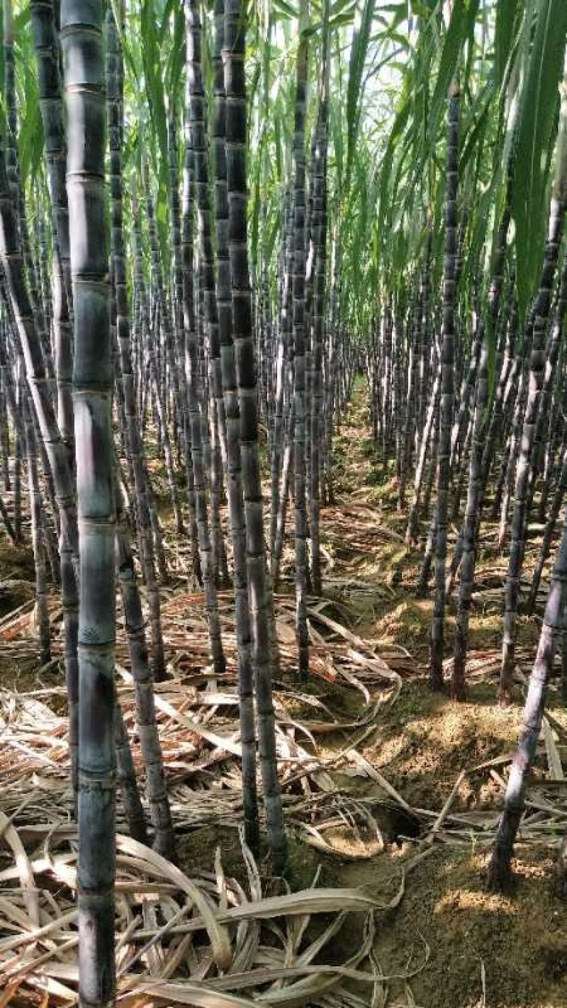 黑皮甘蔗产地直供有便宜回程车提供一条龙服务