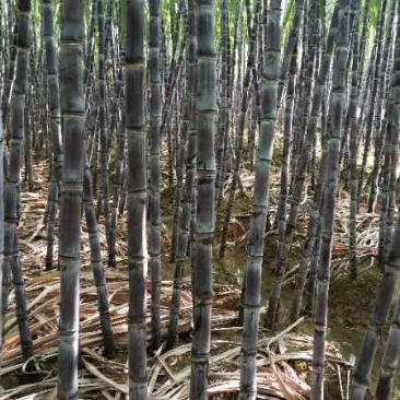 黑皮甘蔗产地直供有便宜回程车提供一条龙服务