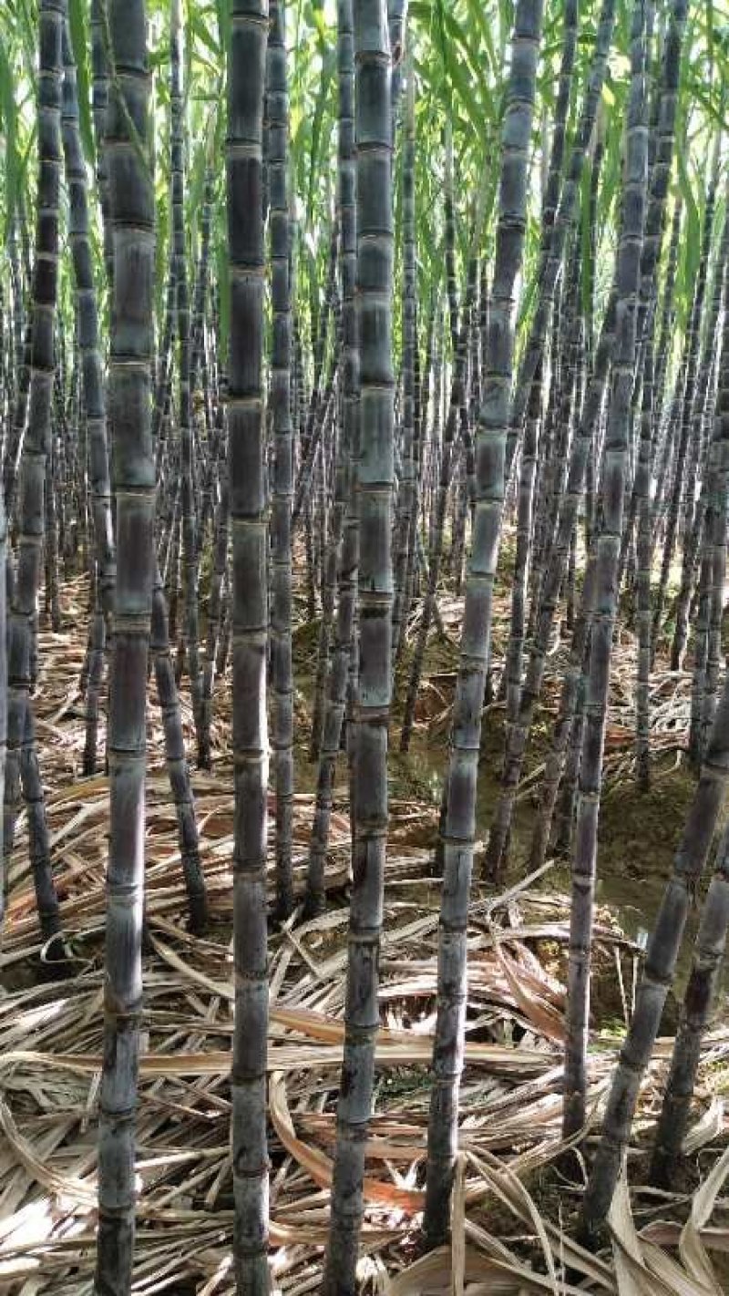 黑皮甘蔗产地直供有便宜回程车提供一条龙服务