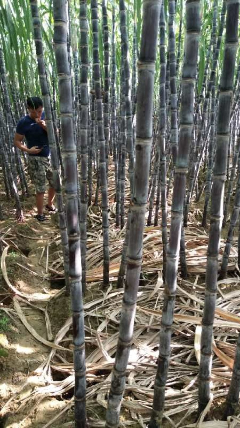黑皮甘蔗产地直供有便宜回程车提供一条龙服务