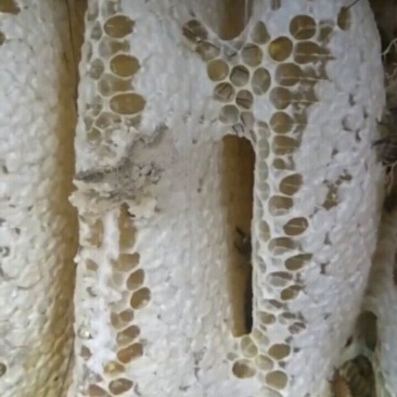 中蜂，蜂巢蜜
