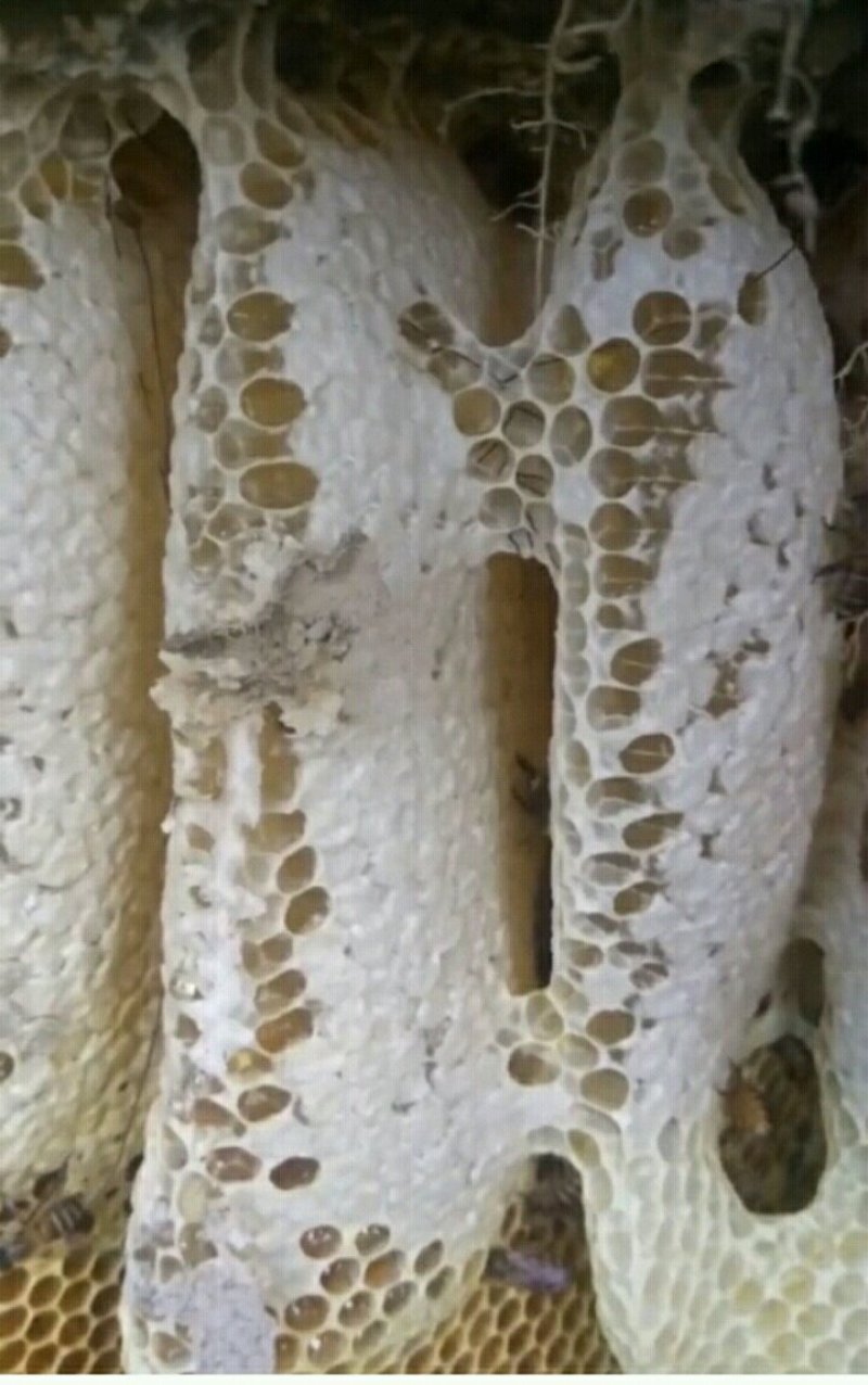 中蜂，蜂巢蜜