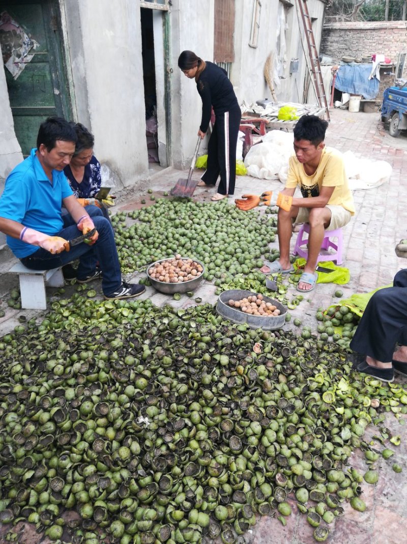 纸皮核桃185现已大量上市有需要的