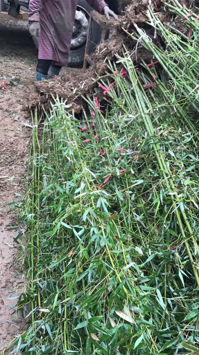 竹子大量出售