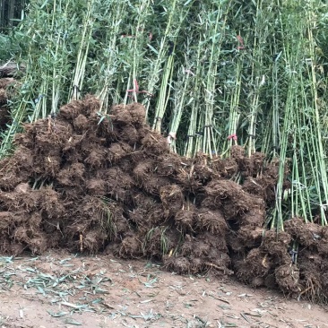 竹子大量出售
