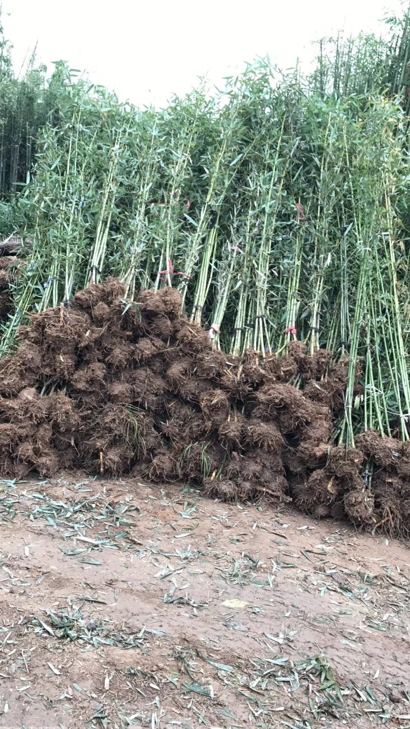 竹子大量出售