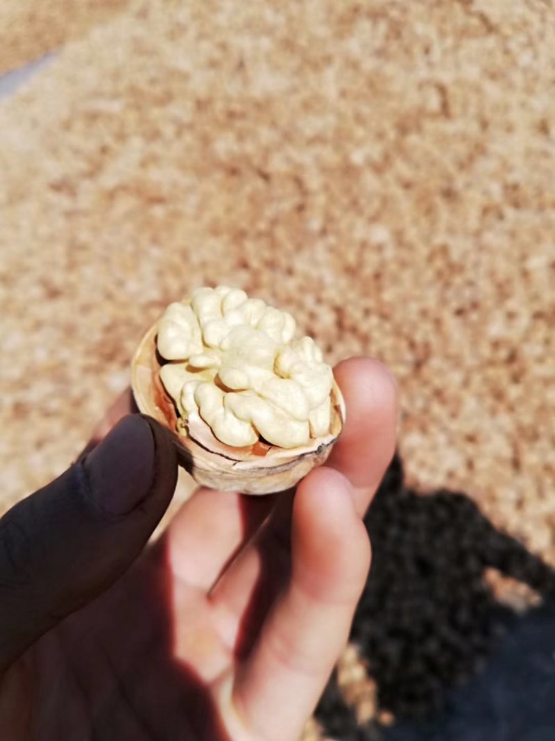 185纸皮干核桃