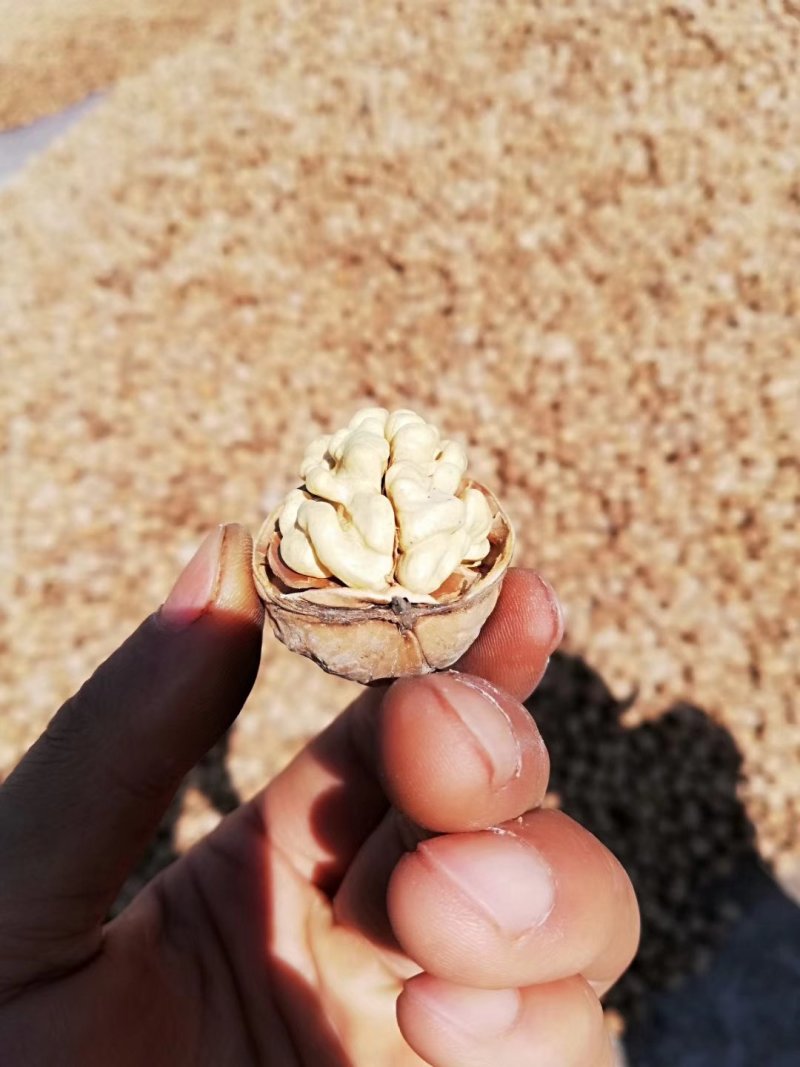 185纸皮干核桃